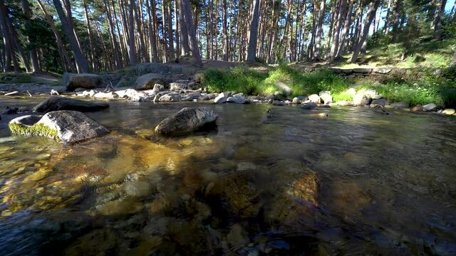 Transparent water stream in the mountain in summer day.
