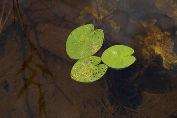 water lilys leafs floating in shallow water..