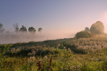 Plakat misty morning in the field