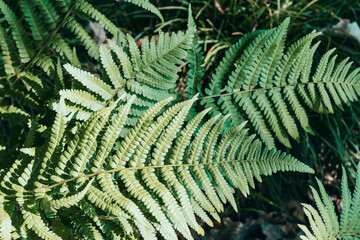 Fototapeta na wymiar Green fresh leaves of fern in forest. Texture, background