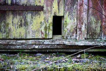 Cat door on a lichenous shed door