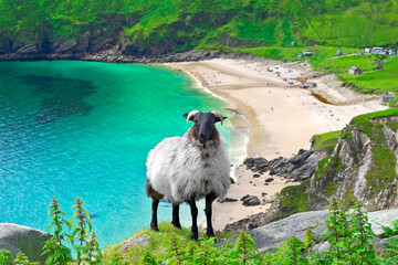 sheep on the keem beach background