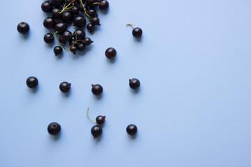 Black ripe currant berries on a blue background.
