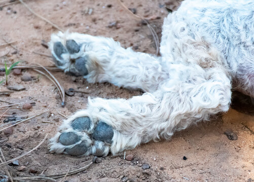 Photo of the lower legs and pads on a white dog's feet.