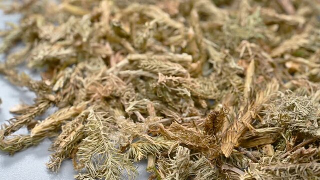 angle pan herb ShenJinCao or Lycopodii Herba or Japanese Clubmoss Herb