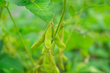 枝豆　湯あがり娘