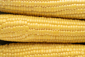 Three cobs of organic sweet corn , close-up, top view.