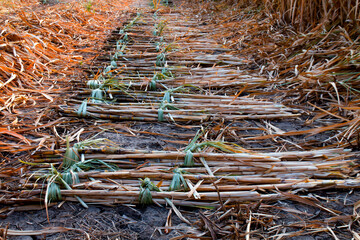 sugarcane pile in plantation land, sugar cane in harvest season, sugarcane fresh in plant field