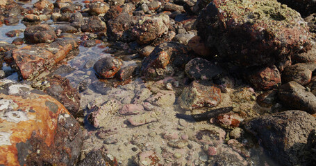 Sea cucumber inside the ocean