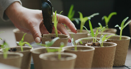 Put small water spinach sprout into paper cup