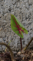 Caladium bicolor