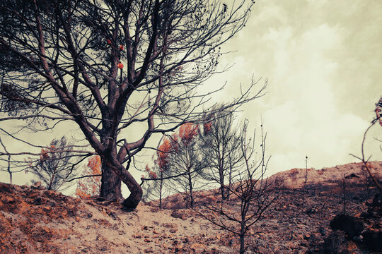 Forest fire in Spain