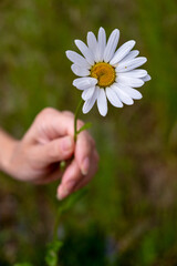 daisy in hand