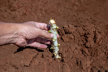 cassava stalk in hand, tapioca plantation in farmland, yucca agriculture plant concept