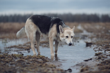 A dog walking through the puddles.