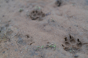 Dog paw prints on wet ground.