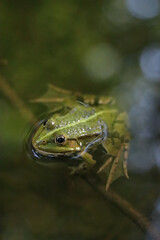 frog in green water two