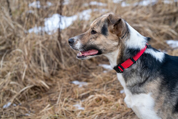 Portrait of a dog for a walk.