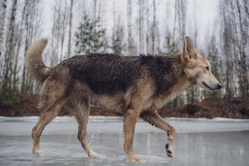 Obraz premium Shepherd dog walking on the ice of a frozen lake.