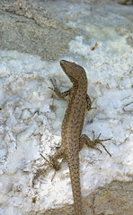 Dalmatian Algyroides (Algyroides nigropunctatus), Greece