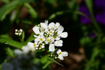 Small green bug on white flowers