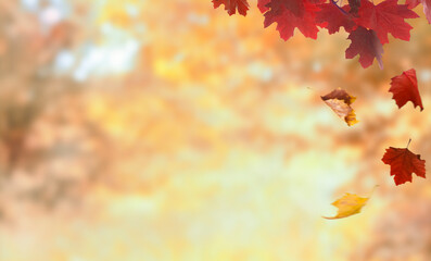 maple leaves on the nature autumn background with copy space