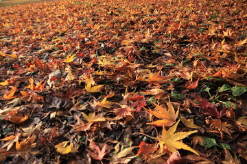 autumn leaves on the ground like a carpet 
