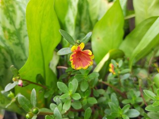 Portulaca grandiflora flower. It is a succulent flowering plant in the family Portulacaceae, native to Argentina. It's other names including rose moss, eleven o'clock, Mexican rose, moss rose,sun rose