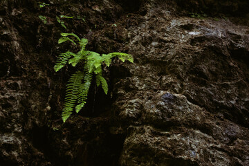 Obraz premium Rainy morning in the forest. Vacation in the mountains.