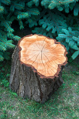 A stump from a cut tree, arranged in the shade of a green spruce, for the rest of a passerby.