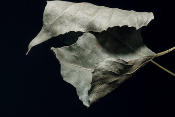Beautiful faded old one leaf o a black. Minimalism autumn style concept. Background pattern for...