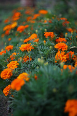 orange flowers in the garden marigold