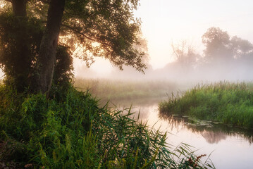 Fototapeta  Poranny spacer doliną rzeki Supraśl, Podlasie, Polska obraz