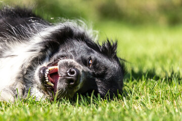 A happy dog clowning around on a meadow outdoors