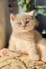portrait of a cute fluffy short-haired kitten looking at camera