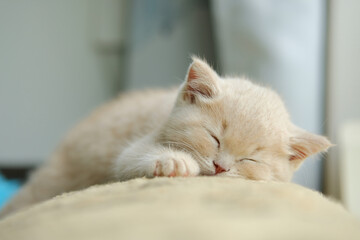 portrait of a little sleeping kitten with a cream coat