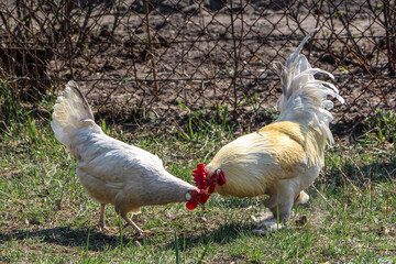 A domestic gray hen and a white-and-yellow rooster, head-to-head, feeding in a rural yard with green grass. Birds walk freely and search for food, against the background of a mesh iron fence
