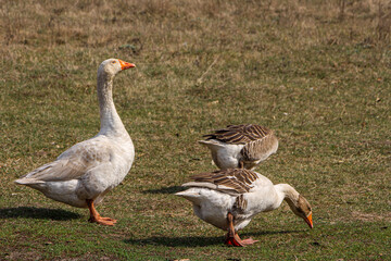 Domestic geese walk and graze in a meadow with barely grown grass. One bird on watch is watching what is happening around