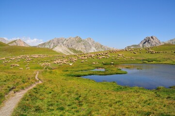 Troupeau de moutons au col de Néal dans le parc régional du Queyras, Alpes, France