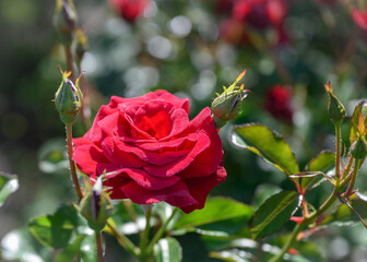 Obraz premium Scarlet rose flower among unopened bud