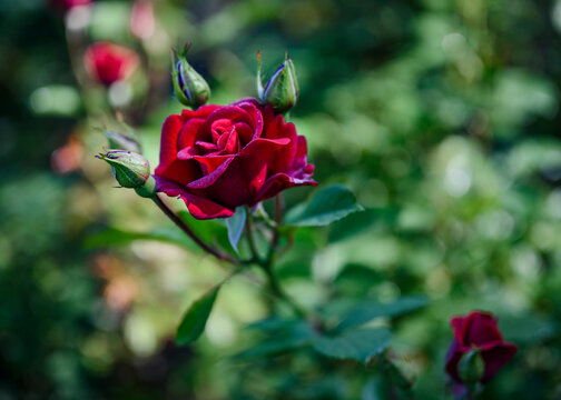Dark red rose flower among unopened buds