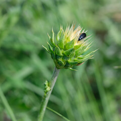 Yellow-green meadow flower with a black beetle