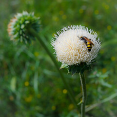 White meadow flower with a yellow-black wasp