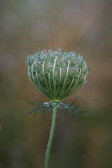 Beautifully shaped fruit cluster with forming seeds of Queen Anne's Lace or bird's nest plant (Daucus carota) in summer wild meadow