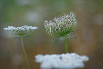 Umbel of white pinkish  flowers and forming fruit cluster (bird's nest) of Queen Anne's Lace or wild carrot (Daucus carota) plant in summer meadow