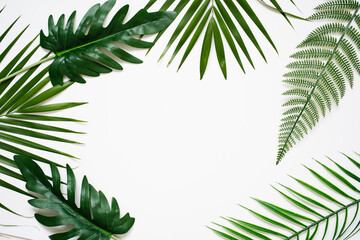 Fototapeta na wymiar palm leaf on white background.