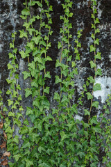 Hardy green shoots of wild English Ivy (Hedera helix) evergreen plant climbing up textured concrete wall