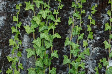 Close-up of hardy green shoots of wild English Ivy (Hedera helix) evergreen plant climbing textured concrete wall