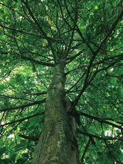 Tree photo taken from below with transparent leaves