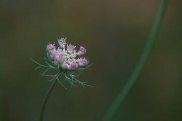 Close-up of Queen Anne's Lace or wild carrot (Daucus carota) young opening flower in summer wild meadow